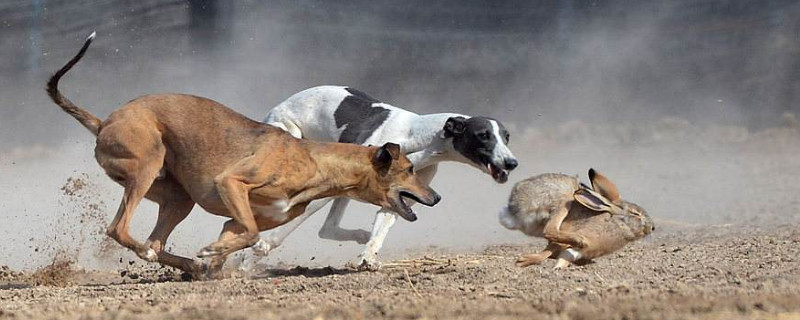 怎么让细狗开口咬兔子