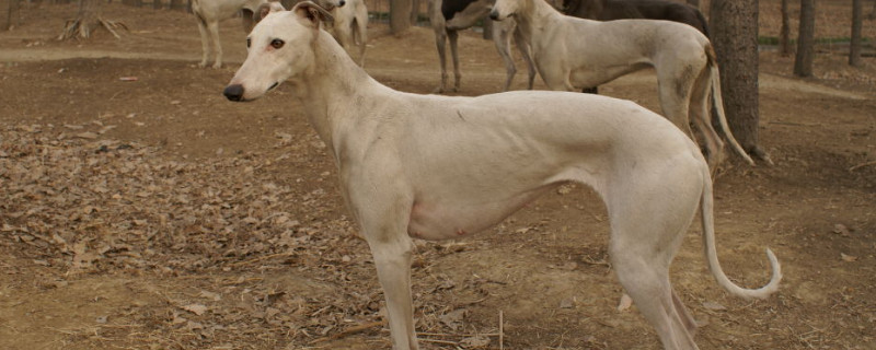 细狗几个月长得快