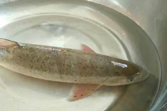 冷水鱼有哪些品种