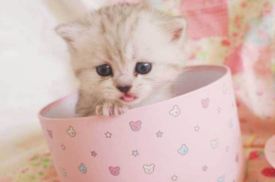 猫咪大全  茶杯猫也是最迷你的猫咪,它的体型只有正常猫咪的三分之一