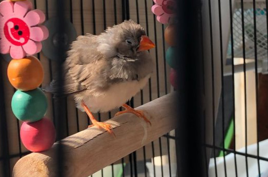 珍珠鸟孵出后注意事项