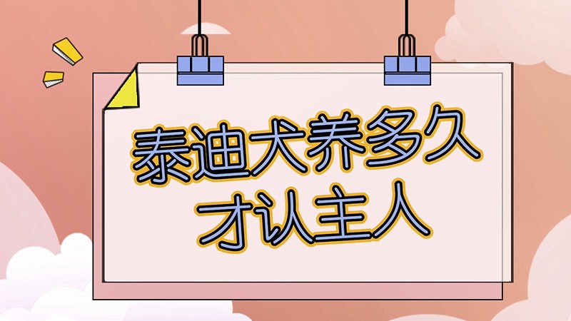 泰迪犬养多久才认主人