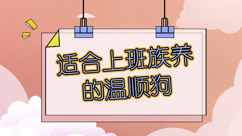 适合上班族养的温顺狗