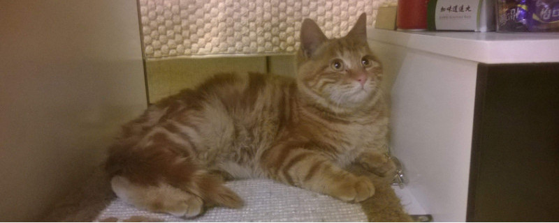 怎么判断猫没有绦虫了