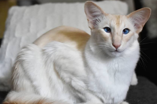 爪哇猫掉毛吗 —【宠物圈】