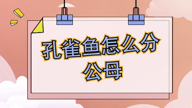 孔雀鱼怎么分公母