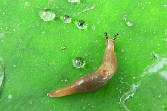 鼻涕虫从哪里爬出来的