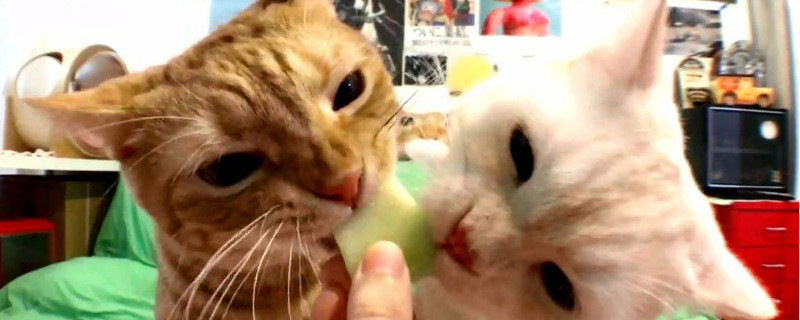 猫咪吃水果会拉肚子吗