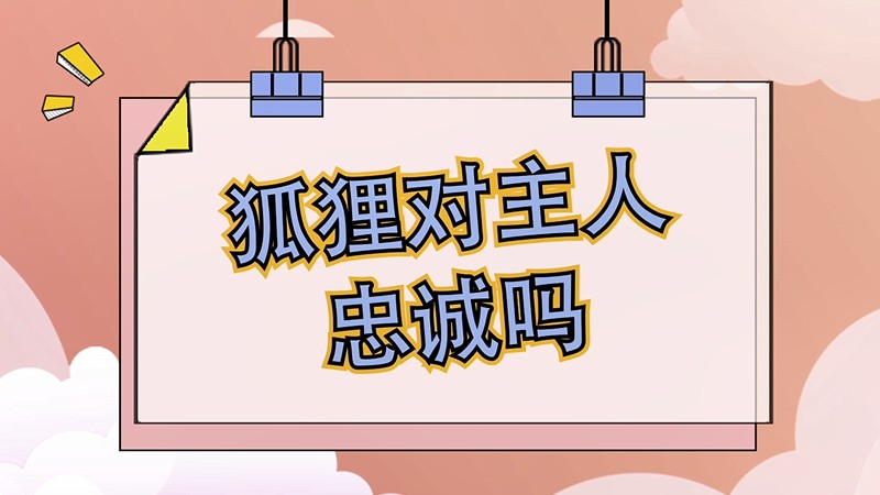 狐狸对主人忠诚吗
