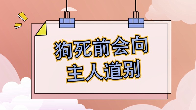 狗死前会向主人道别