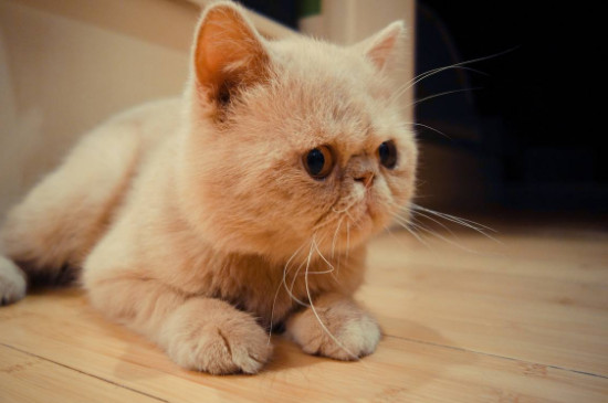 加菲猫鼻支怎么治疗