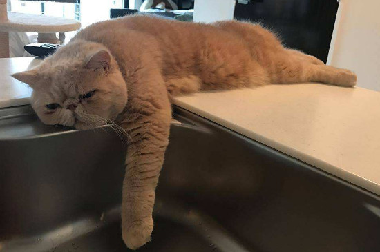 加菲猫鼻支怎么治疗