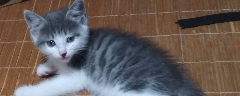串串蓝猫和纯种区别-轻博客