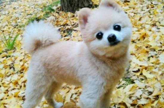 俊介是什么品种的狗