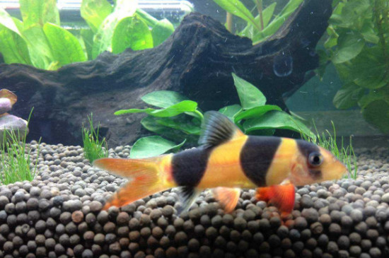 三间鼠为什么那么贵,因数量较少一年才繁殖一次