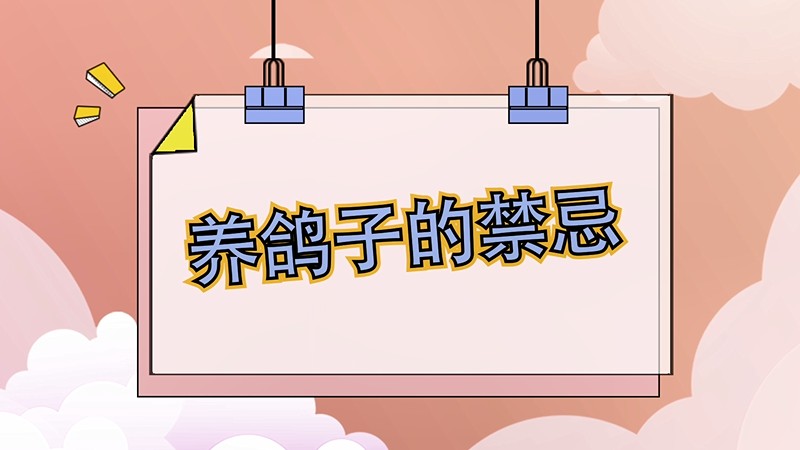 养鸽子的禁忌