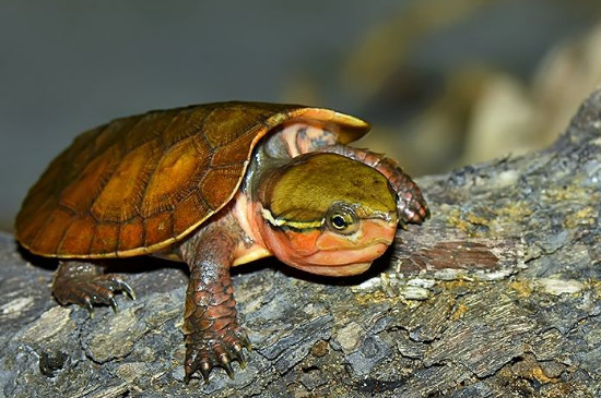 大头龟怎样培育绿毛龟