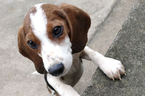 史努比是什么狗