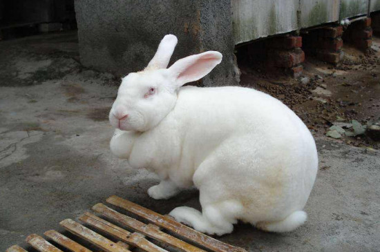 宠物兔子  排泄方面,新西兰兔子的排泄物很臭,主人需要通过一些方法教