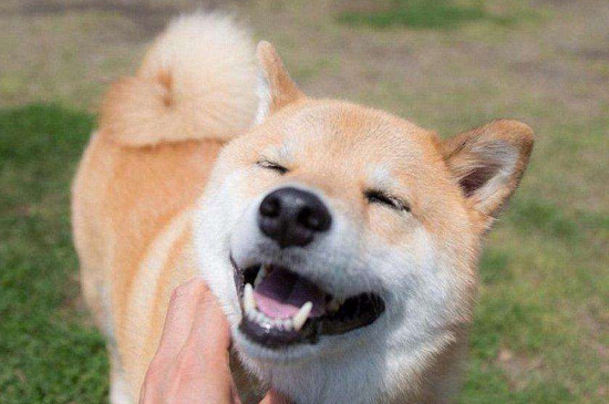 笑咪咪的狗是什么品种