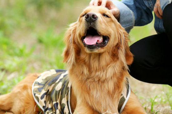 什么母狗合适单身男人