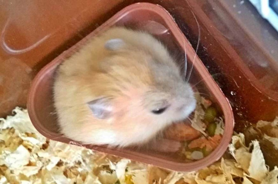 仓鼠打架头都掉了