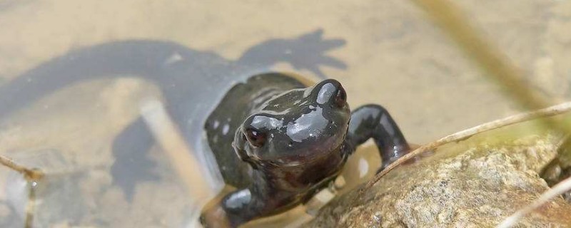 爬宠大全  家养蝾螈时可以喂的食物有水蚯蚓,蜗牛,蝌蚪,孑孓,水蚤和虾