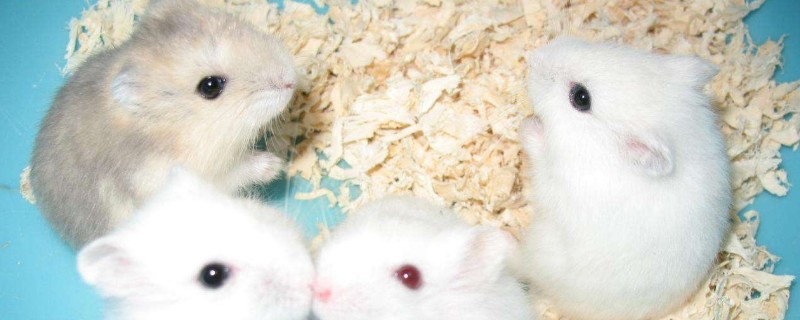 仓鼠吃什么水果