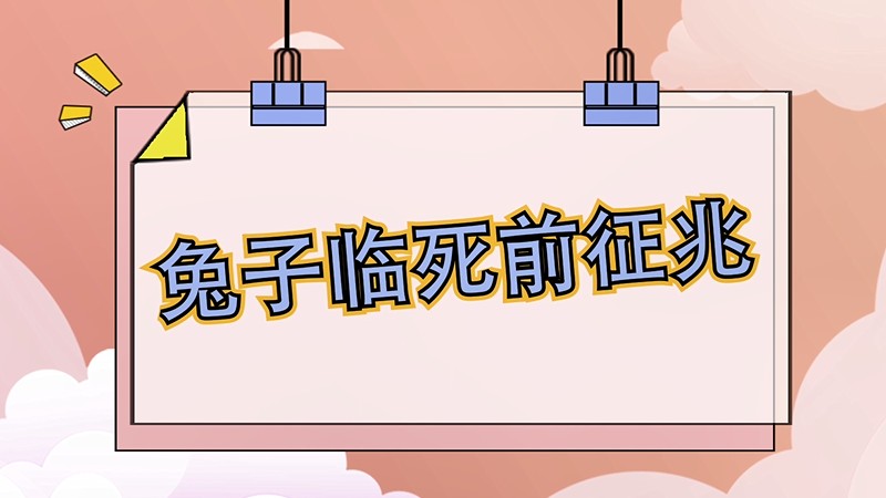 兔子临死前征兆