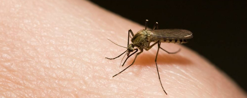 如何抓蚊子 —【宠物圈】