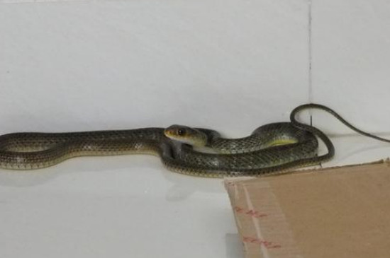 多打开窗户进行通风,保持房屋的干燥,并在家里撒点硫磺,避免再有蛇