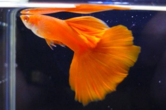 孔雀鱼三大人气品种