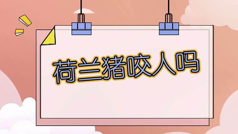 荷兰猪咬人吗