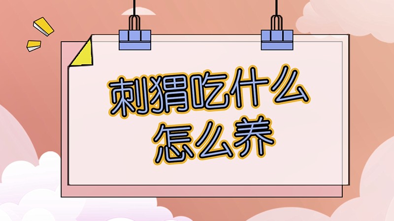 刺猬吃什么怎么养