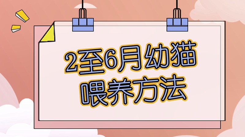 2至6月幼猫喂养方法