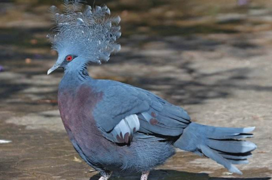 最大的鸽子是什么品种