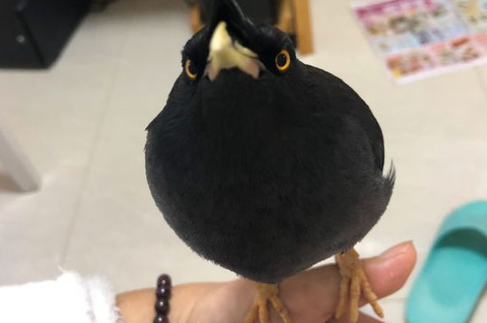 八哥鸟换毛顺序