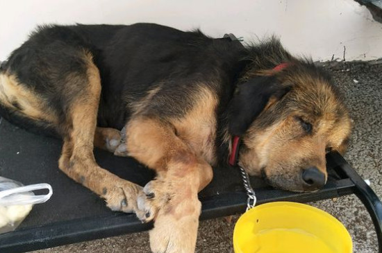 狗狗护理  狗狗的狗带有很多种类,出了胸背式的