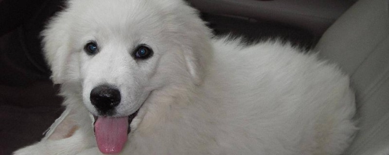 犬窝咳能自愈吗