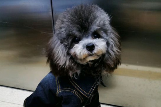 泰迪突然一只脚吊着