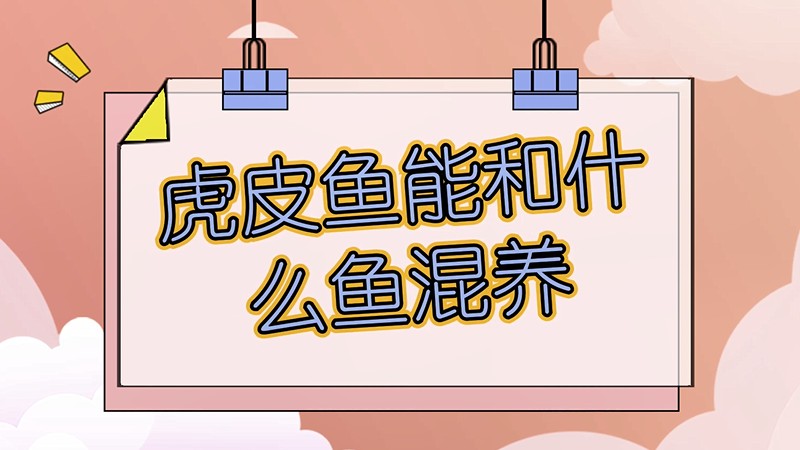 虎皮鱼能和什么鱼混养