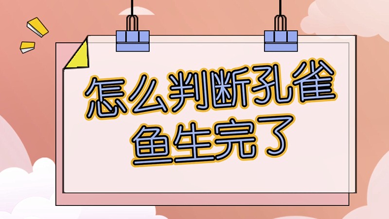 怎么判断孔雀鱼生完了