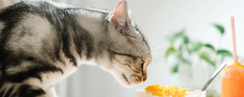 猫能吃奶油蛋糕吗