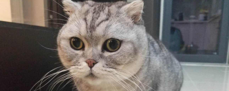 猫膀胱炎能自愈吗