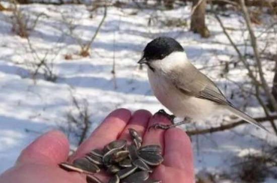 红子鸟开叫征兆