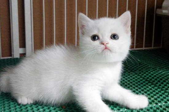 纯白英短猫的眼睛颜色是深色宝石蓝,也有部分眼睛颜色为