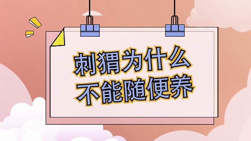 刺猬为什么不能随便养