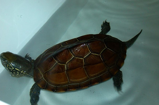 草龟为什么会掉喙