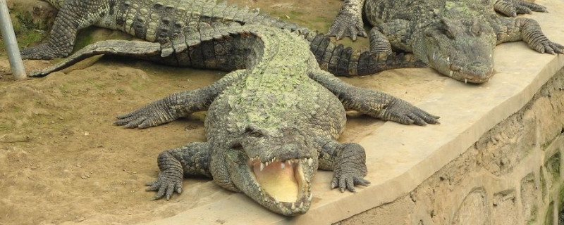 鳄鱼手断了会长出来吗