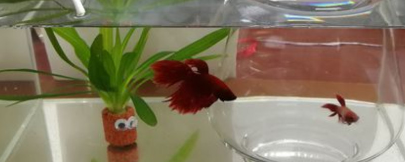 公斗鱼吐泡泡需要几天